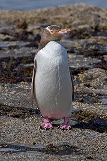 イエローアイドペンギン。ダニーデン近郊のオタゴ半島で、野生のペンギンが観測できます。