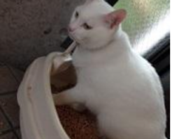 しろねこ トイレ