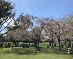 201710 cherryblossam viewing