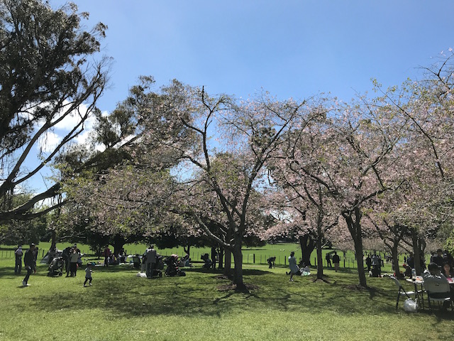 201710 cherryblossam viewing