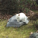 しろねこ in the garden