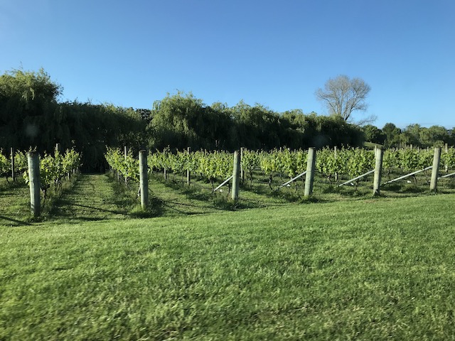 villa maria 201811 vinyard2