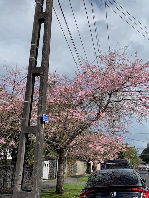 cherry blossom 201909 mt eden1