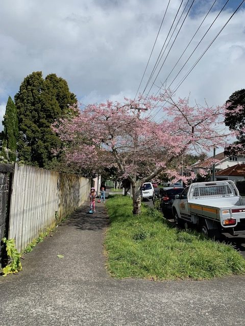 cherry blossom 201909 mt eden2