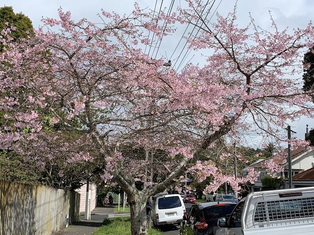 cherry blossom 201909 mt eden3