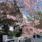 cherry blossom 201909 mt eden4