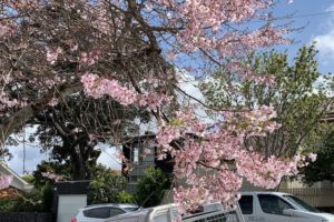 cherry blossom 201909 mt eden4