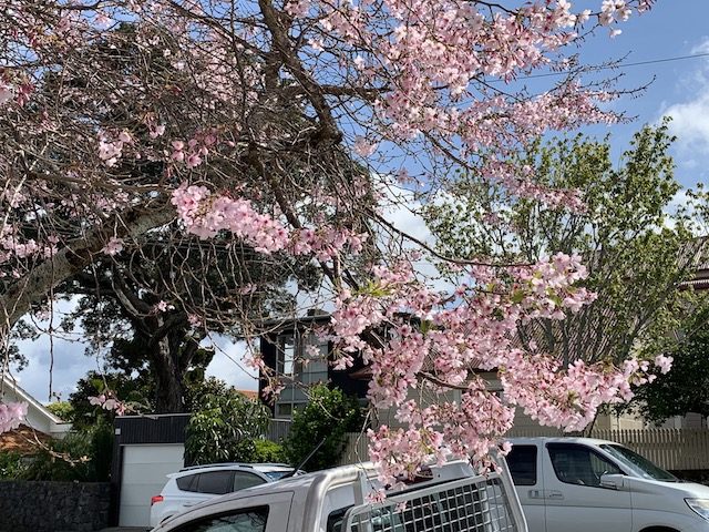 cherry blossom 201909 mt eden4