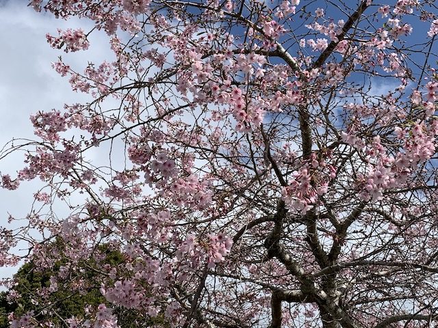 cherry blossom 201909 mt eden5