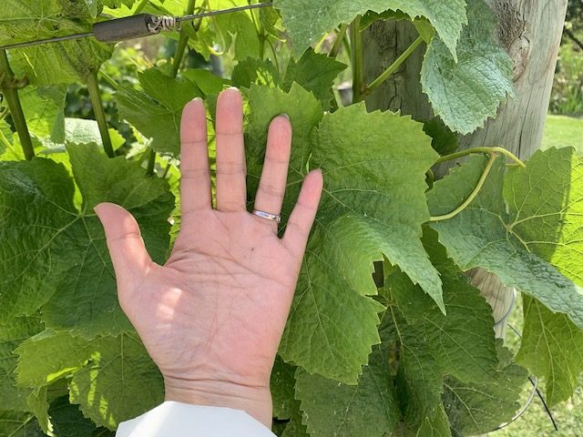 waiheke 201911 how large pinot gris