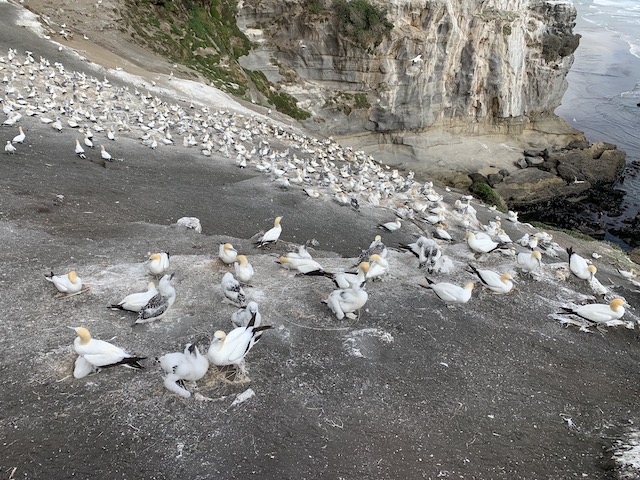 muriwai beach 202001 gannet