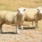 nz sheep 202002