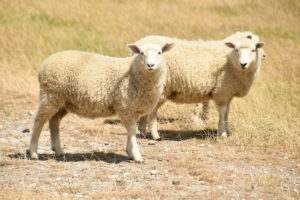 nz sheep 202002