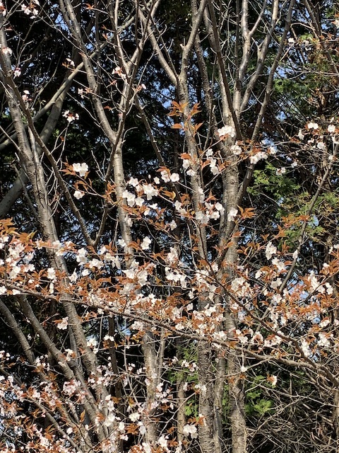 daneko illness 2020 cherry blossom2