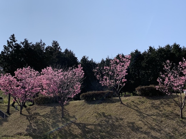 daneko illness 2020 cherry blossom3