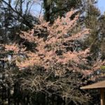 daneko illness 2020 cherry blossom4