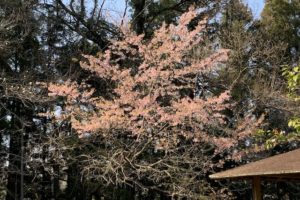 daneko illness 2020 cherry blossom4