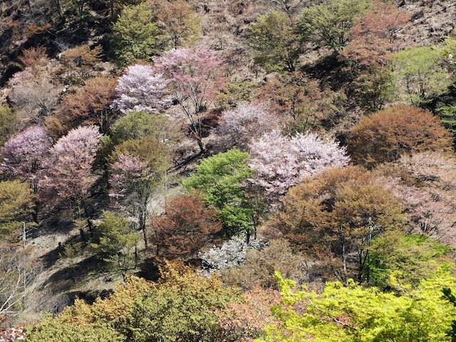 wild cherry blossom