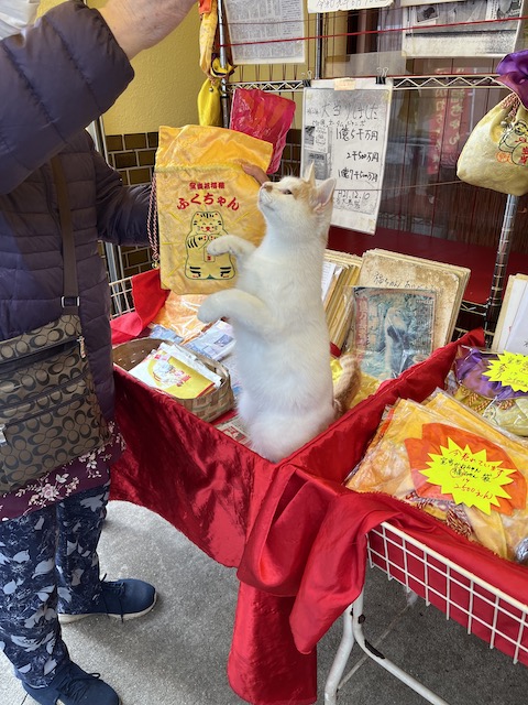 karatsu 202211 takashima cat