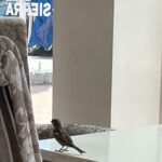 sierra cafe 202210 sparrow